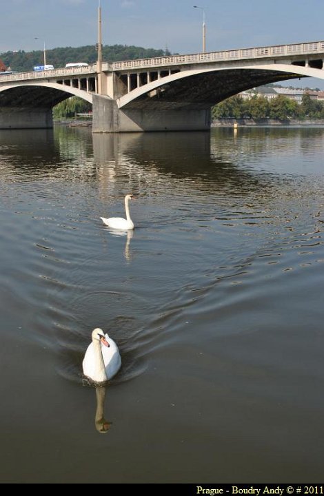 Prague - au bord de la Vltava Moldau 003